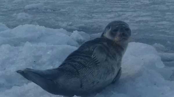 Russian Rescue Workers Jump Into Icy Water to Save Stranded Seal (PHOTOS)