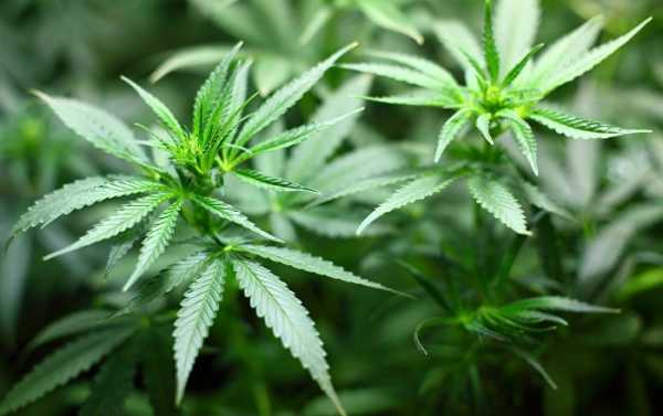 Cannabis Cul-de-Sac: Medicinal Marijuana Off to a Bad Start in Denmark