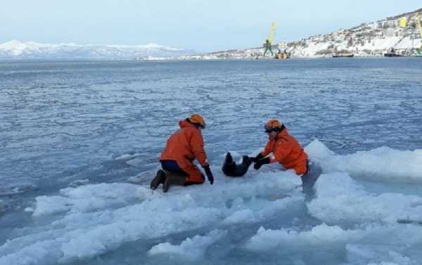 Russian Rescue Workers Jump Into Icy Water to Save Stranded Seal (PHOTOS)