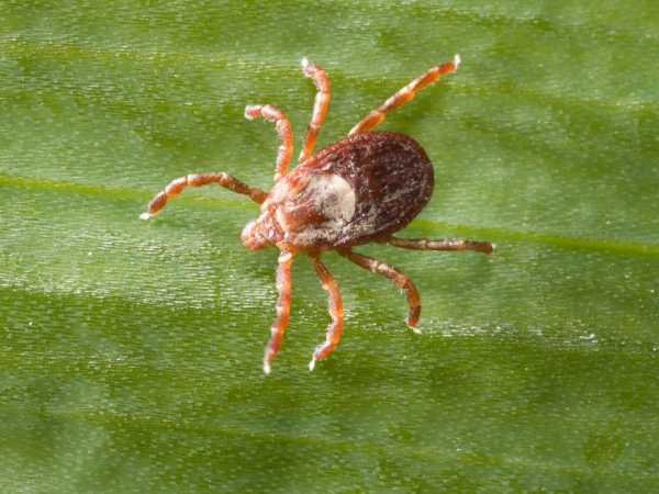 Can a tick really paralyze a person?