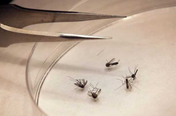 Confirmed 2018 West Nile Virus cases: What to know about the mosquito-borne disease