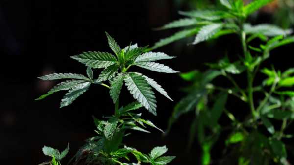 Pain medicine group cancels doctor training about marijuana