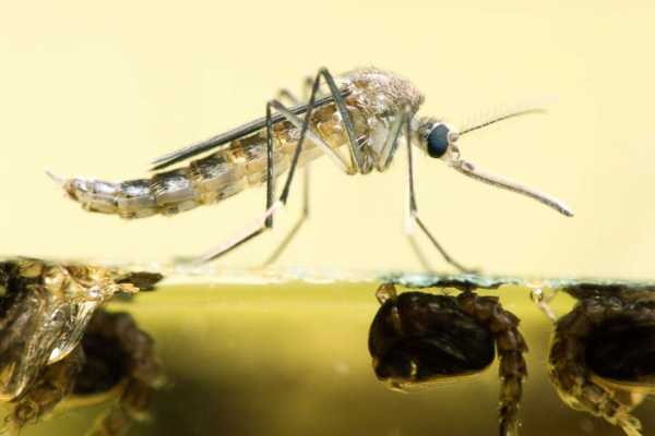 First cases of human West Nile virus in 2018 confirmed