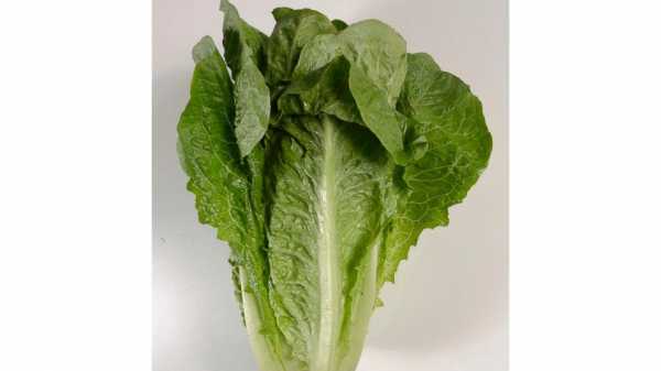 Romaine lettuce outbreak tied to tainted irrigation canal