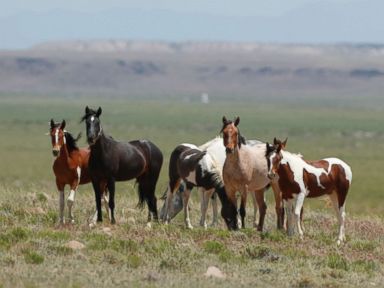 Activists fear mass roundup of wild horses with government rule change