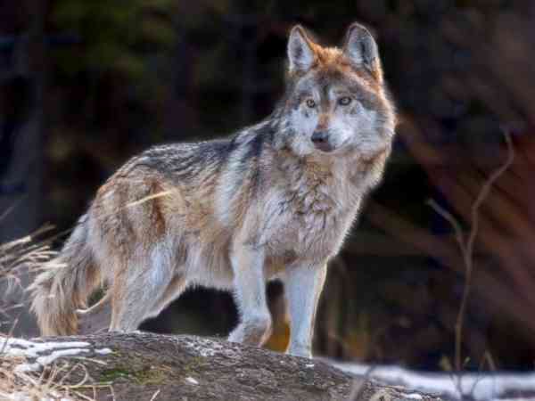 Mexican gray wolf at center of endangered species debate