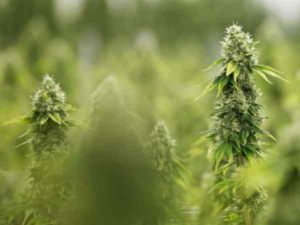 Where states stand on legalizing recreational and medical marijuana