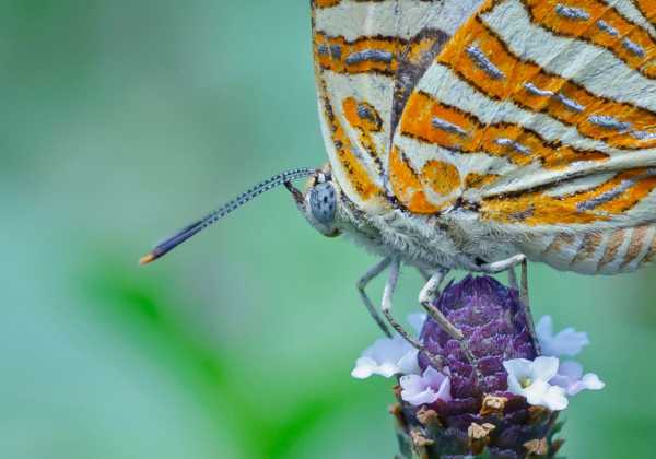 Help the Butterfly Conservation count the world's butterflies
