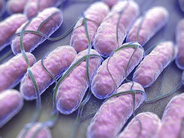 90 people in 26 states infected with Salmonella: CDC