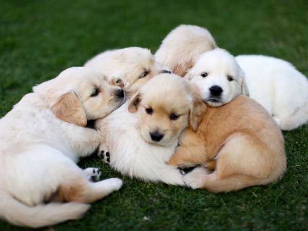 Puppies spread the Campylobacter outbreak across 18 states: What you need to know 
