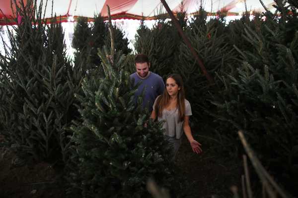 Amazon will deliver live Christmas trees this year. 5 Christmas tree experts weigh in.