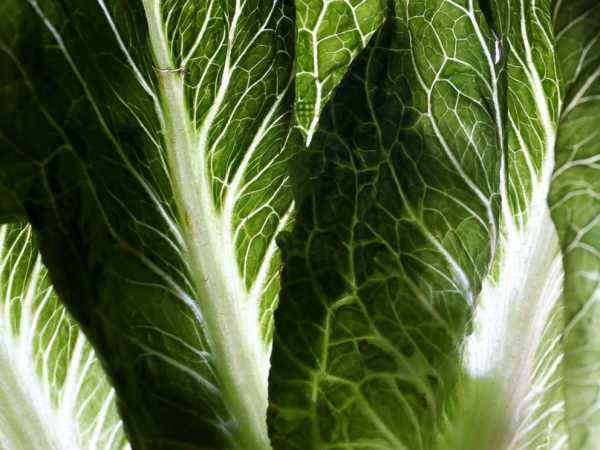 After romaine lettuce outbreak, here's what you should know about E. Coli
