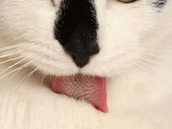 How cat tongues help felines keep clean and cool