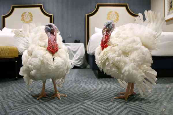 Two turkeys vying for presidential pardon strut their stuff 