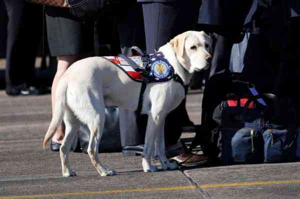 'Mission complete:' Bush 41's service dog will be by family's side through services