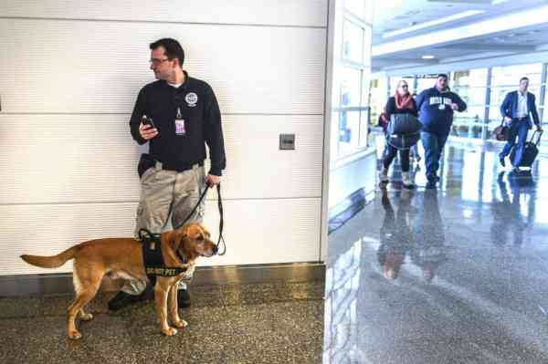 TSA thinks floppy-eared working dogs at airport are more welcoming for passengers