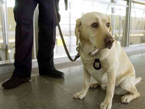TSA thinks floppy-eared working dogs at airport are more welcoming for passengers