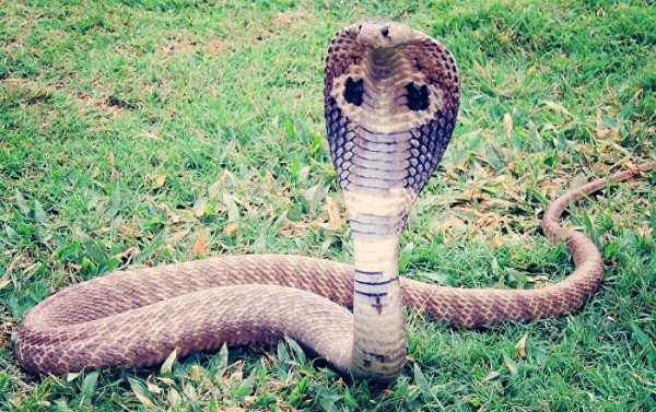 Cobra Throws Up Plastic Bottle After Swallowing It by Mistake – Video