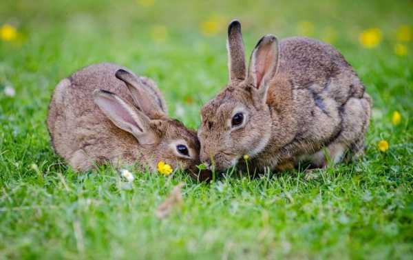 Bunny Ebola: Deadly Rabbit Virus Spreads in Southwestern US Killing Thousands of Animals