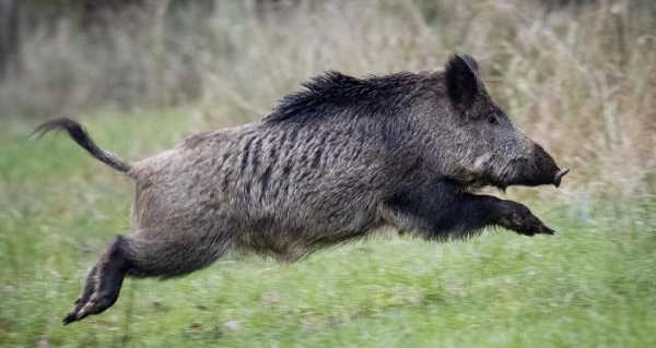 'Naked Boar Chase' Photo Author Complains People Are Making Money From Her Work