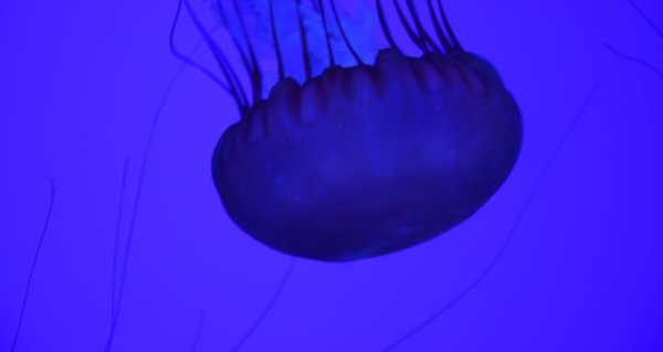 Hope It Doesn’t Sting… British Scientists Invent AI Jellyfish to Search for Shipwrecks - Video