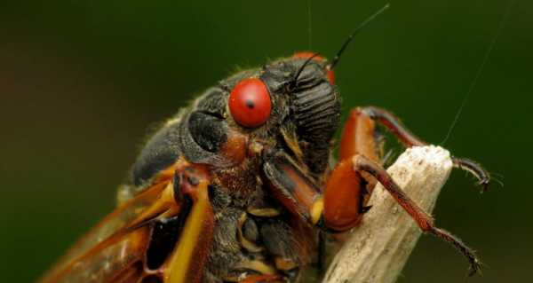 Parasitic Fungus Turns Cicadas Into 'Zombie Honey Traps', Scientists Say